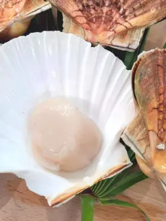 Noix de Saint-Jacques Fraiches de la Baie de Seine - test 25 kg 3